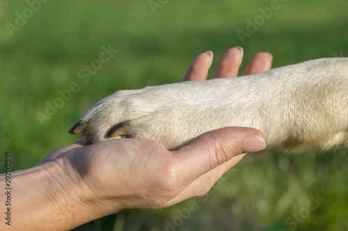 .a woman holding a paw of a yellow labrador in a park in the summer. The concept of love, friendship, training, communication, teamwork, help