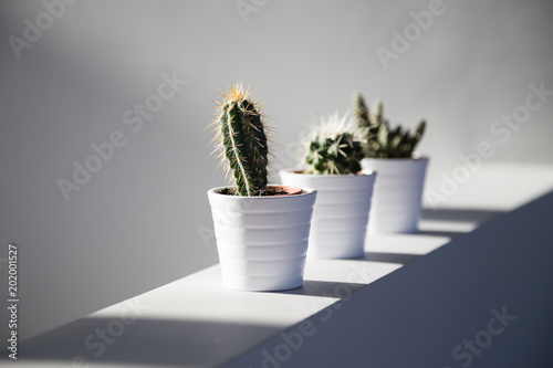 Cactus plants on wall in sunlight