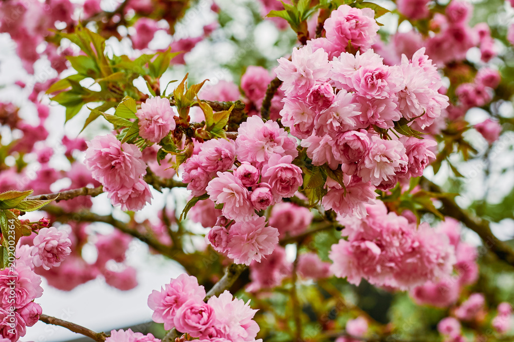 Branches of blossoming pink cherry in the spring Branches of blossoming pink cherry in the spring