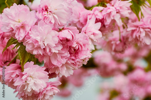 Branches of blossoming pink cherry in the spring