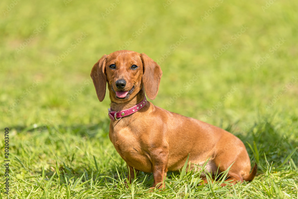 Dachshund dog in the park