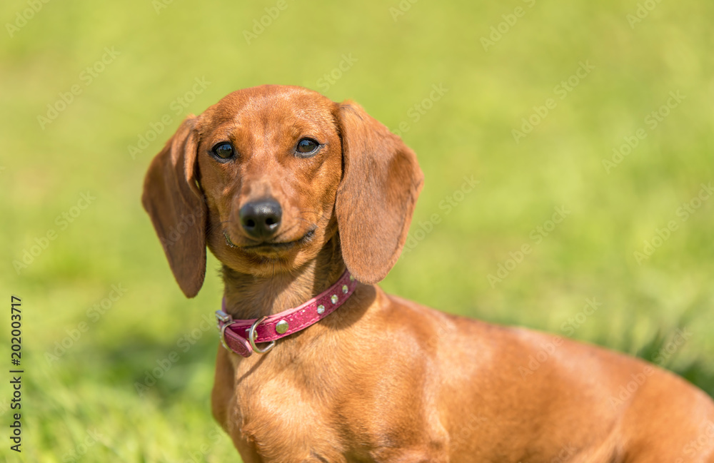 Dachshund dog in the park