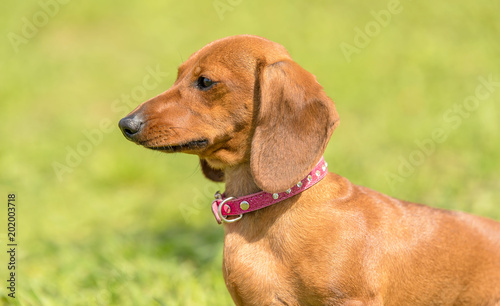 Dachshund dog in the park © SasaStock