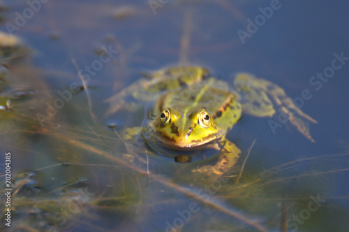 Kleiner Wasserfrosch sonnt sich in seinem Element  photo