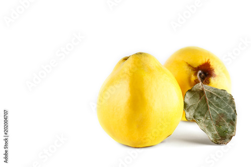 very ripe quince on a white background. Isolate. Copyspace