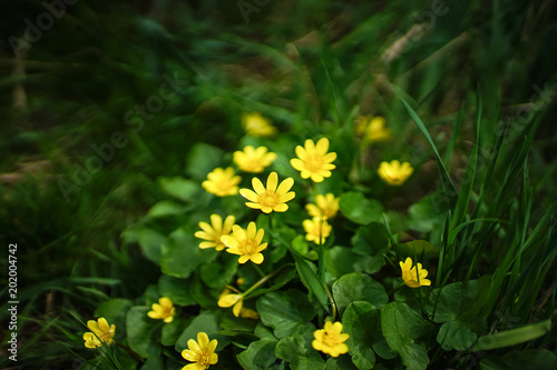 Buttercups yellow close-up. © Omega