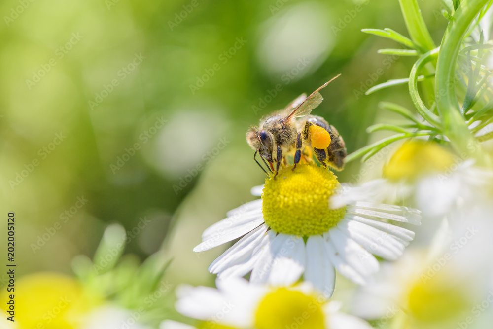 Bee picking pollen chamomile flower. Beauty natural background. Bee picking pollen chamomile flower. Beauty natural background.