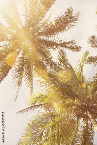nature green palm leaf on tropical beach with sun light. Summer vacation and travel concept. Copy space © NaMong Productions