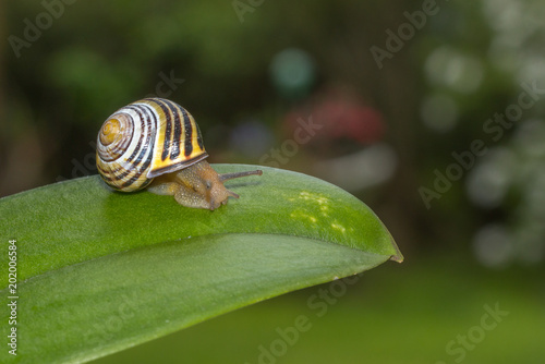 snail on a leaf close up