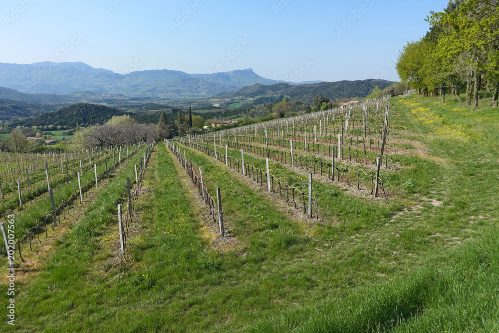 vignoble dans la Drôme