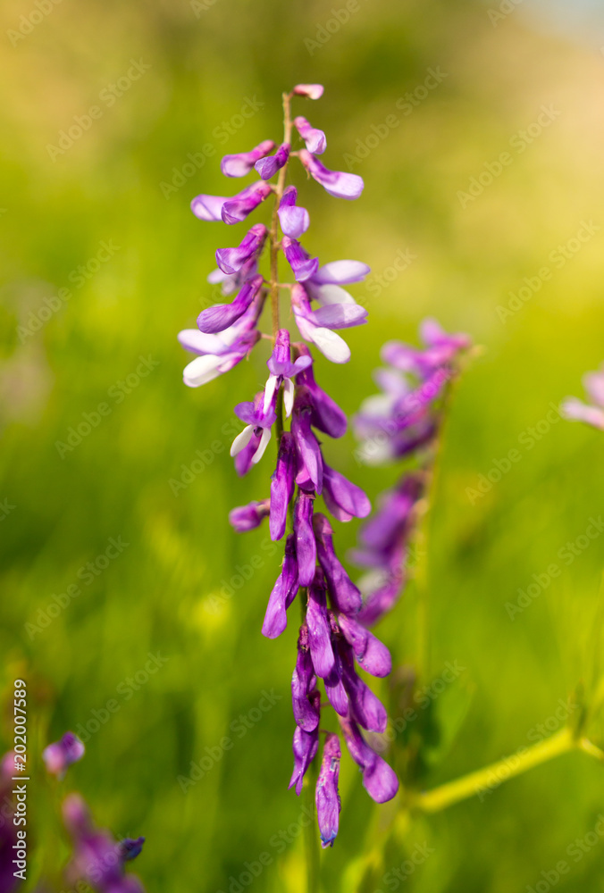 Obraz premium Beautiful violet flower in the wild