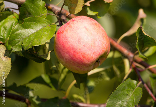 Ripe apple on a tree in the garden