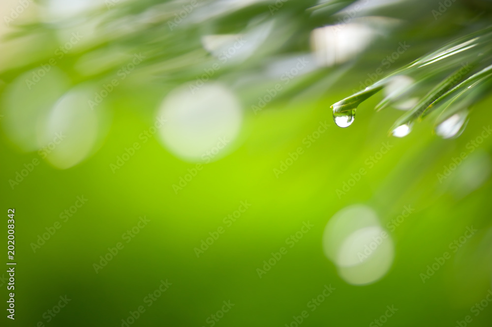 Obraz premium Raindrops on pine needles