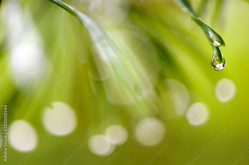 Obraz premium Raindrops on pine needles