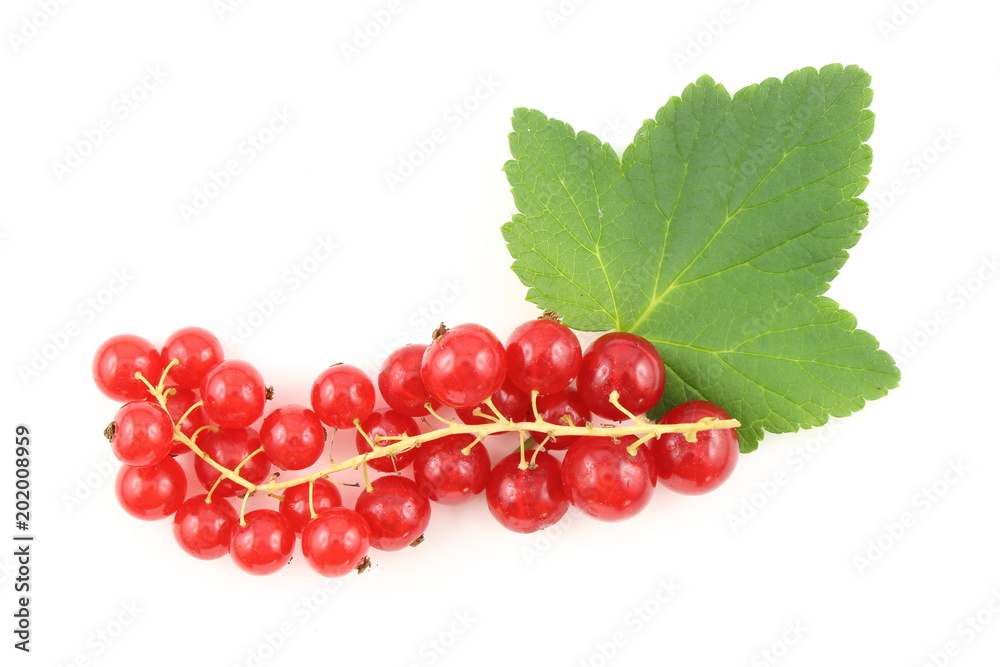 fresh red currant fruits isolated on a white background fresh red currant fruits isolated on a white background