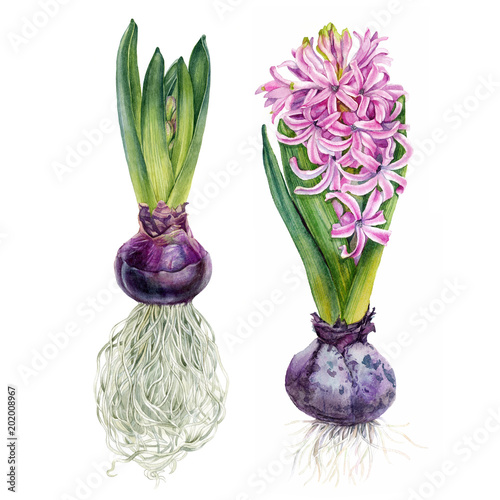 Watercolor hand painted hyacinth illustration. Can be used as print, postcard, textile, book or magazine illustration, stickers, invitaton, greeting card, and so on. photo