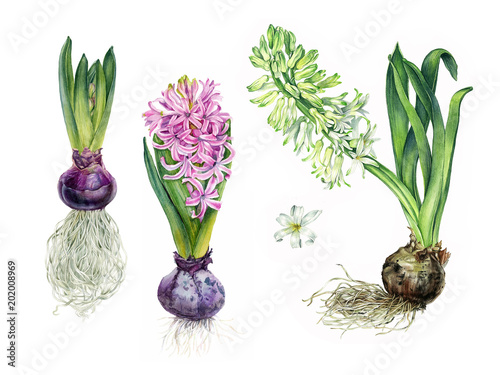 hyacinth flowers set. Watercolor hand drawn botanical illustration. Can be used as print, postcard, invitaiton, greeting card, packaging design, element design, textile, poster and so on. photo