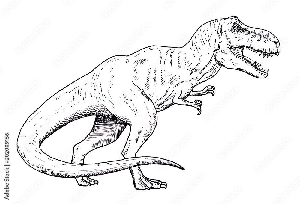 Drawing Of Dinosaur Hand Sketch Of Tyrannosaurus Black And White Illustration Stock イラスト Adobe Stock