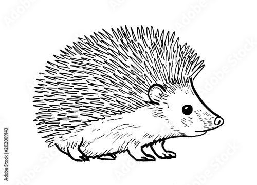 Fototapete Drawing of hedgehog - hand sketch of mammal, black and white illustration