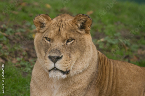 Photo portrait of a beautiful Barbary lioness 