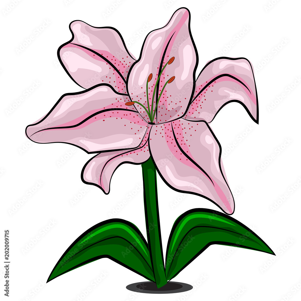 Lily flower vector illustration isolated on white background.