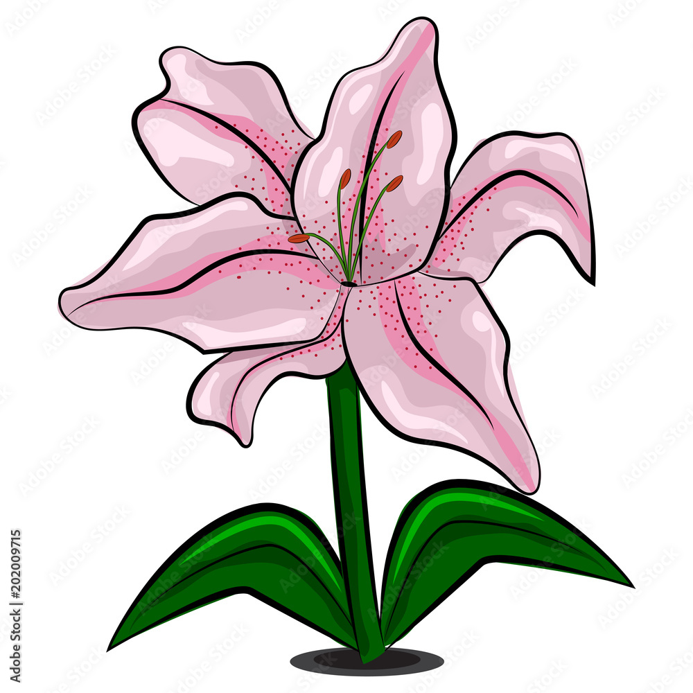 Naklejka premium Lily flower vector illustration isolated on white background.