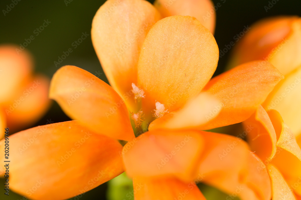 A small orange flower as a background A small orange flower as a background