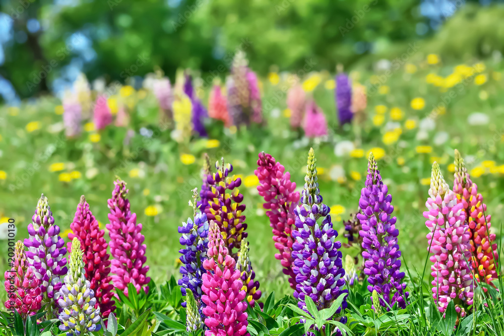 Lupinasuの花 Lupinasuの花