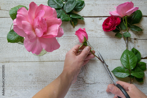 Top view of female decorator arranging roses on the wooden table, Concepts - fiorist, occupation, hobby, small business photo