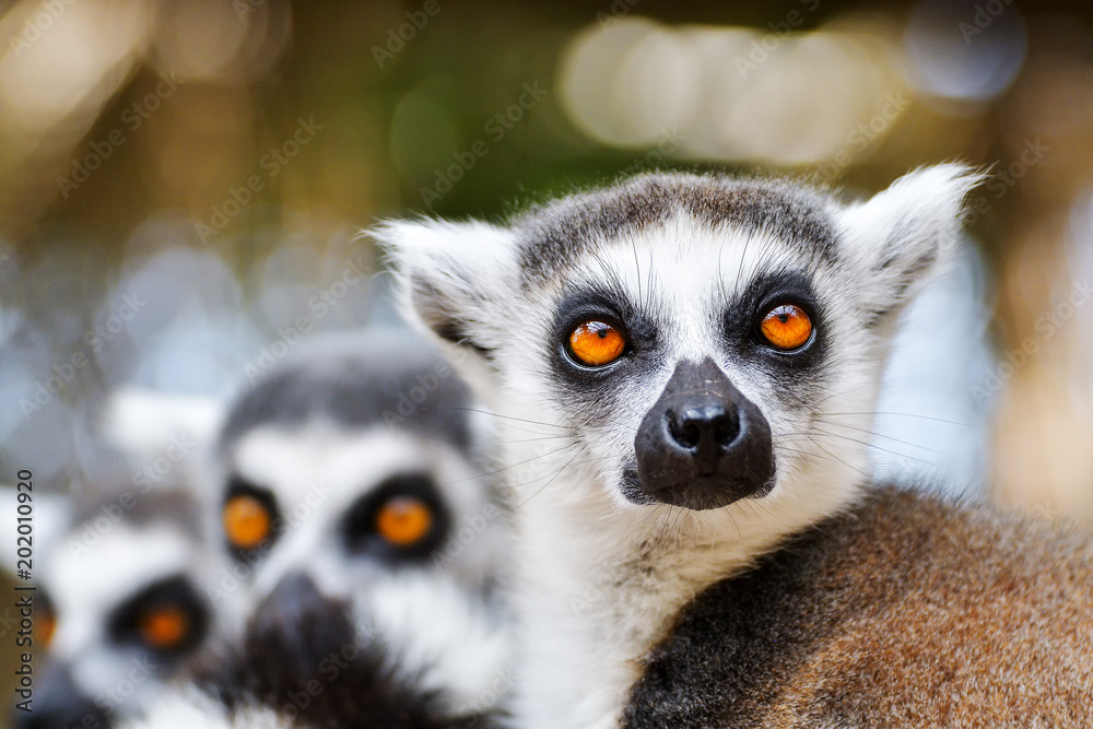 Obraz premium Close up of a ring-tailed lemur, Madagascar