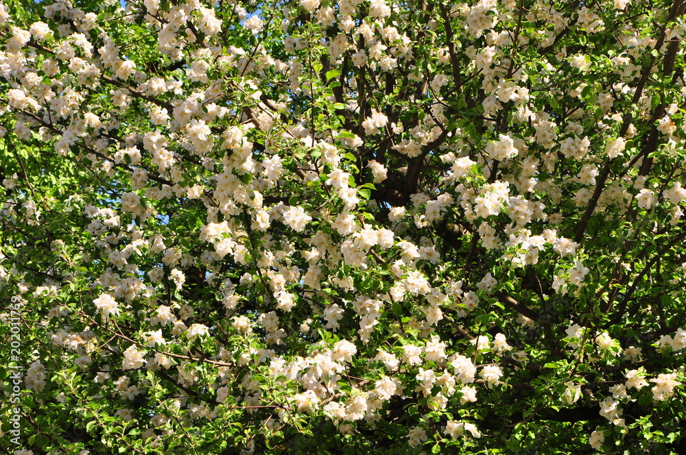 Flora Flora