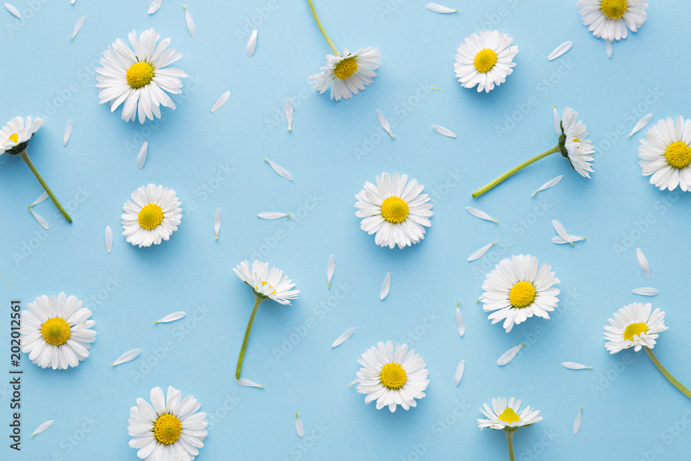 Daisy pattern. Flat lay spring and summer chamomile flowers on a blue background. Repetition concept. Top view - obrazy, fototapety, plakaty 