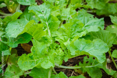 White cabbage (Tokyo Bekana), organic vegetables on the farm.