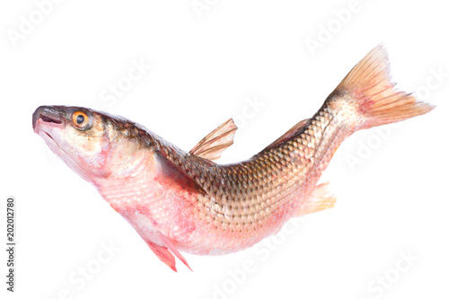 Mullet fish