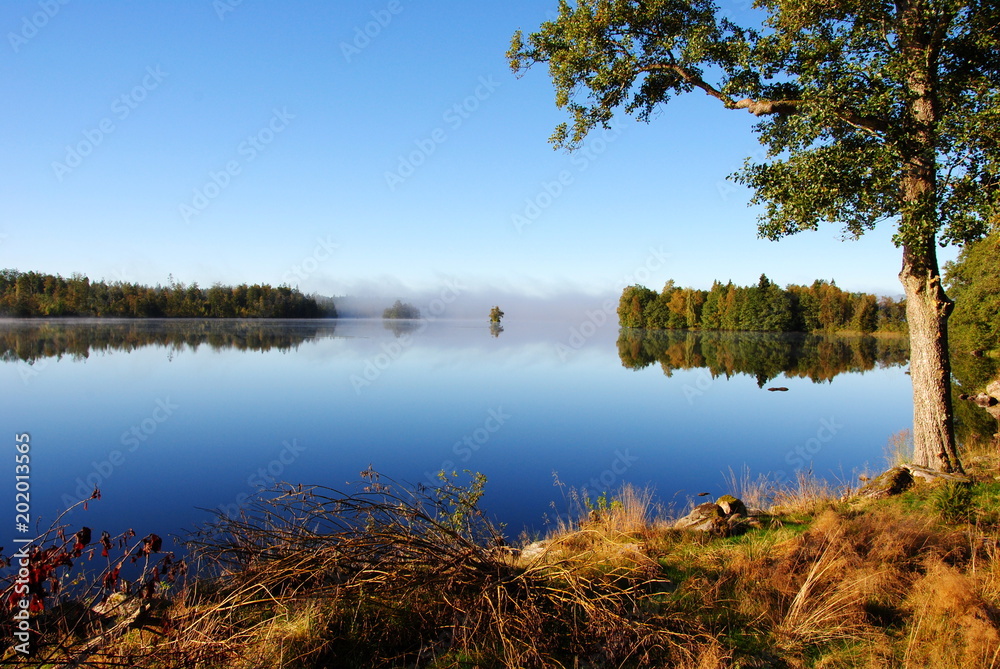 Idyllic view of morning fog on a lake in Smaland, Sweden, against a clear blue sky with a woodland shore in front and in the background, that is reflected in the water