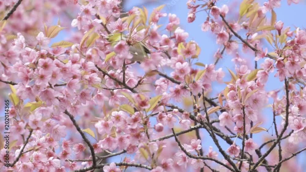 Oriental white-eye and wild himalayan cherry flower Oriental white-eye and wild himalayan cherry flower