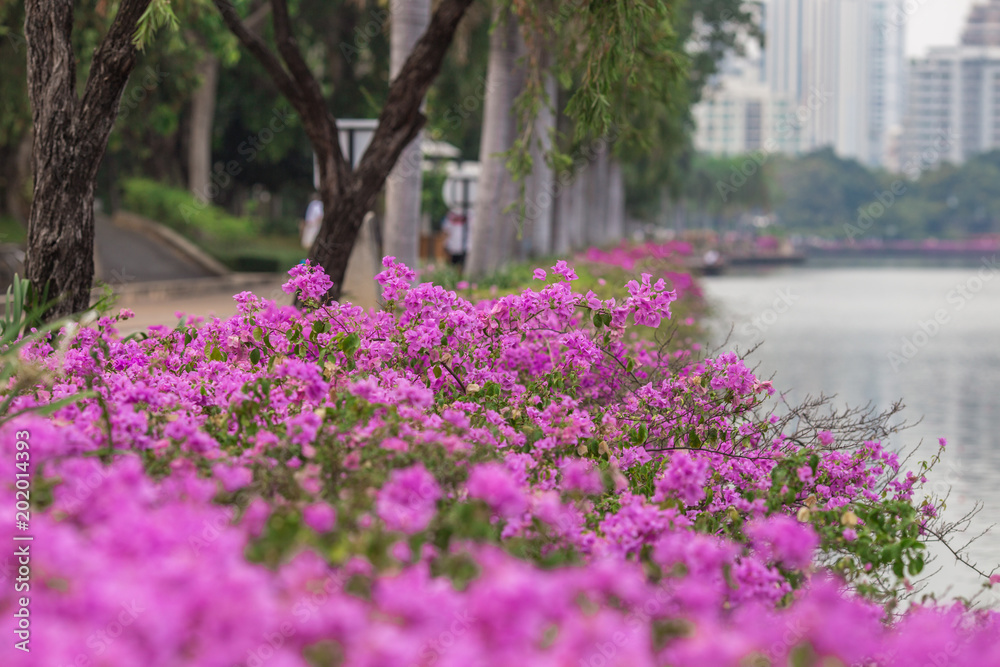 Blooming flowerbeds at the Benjakiti (Benjakitti) Park Blooming flowerbeds at the Benjakiti (Benjakitti) Park