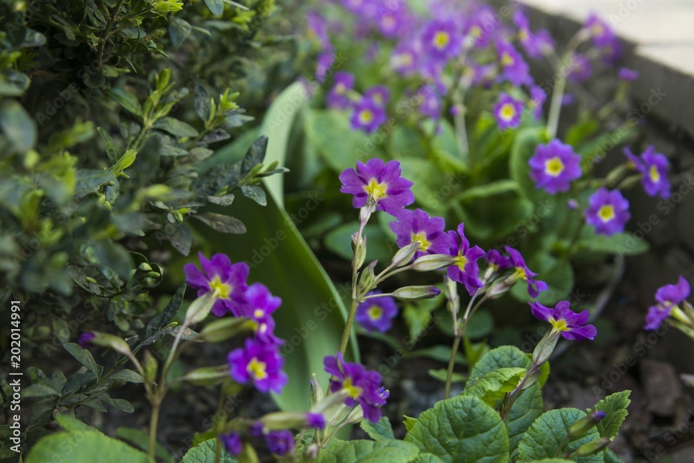 flowering violets flowering violets