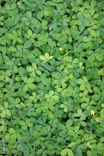 green leaf groundcover