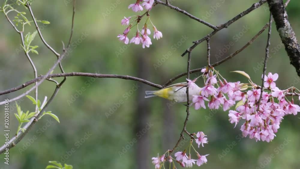 Oriental white-eye and wild himalayan cherry flower Oriental white-eye and wild himalayan cherry flower