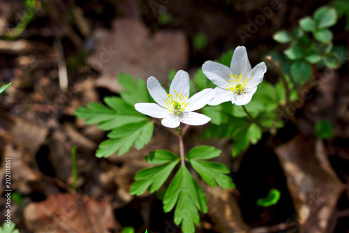 Buschwindröschen im Frühling photo