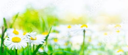 Daisies, flowers in the sunlight, banner © fotoknips