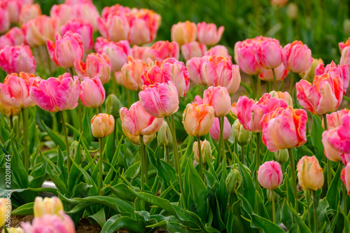 Tulipes perroquet (apricot parrot) couleur rose orange gros plan.	 photo