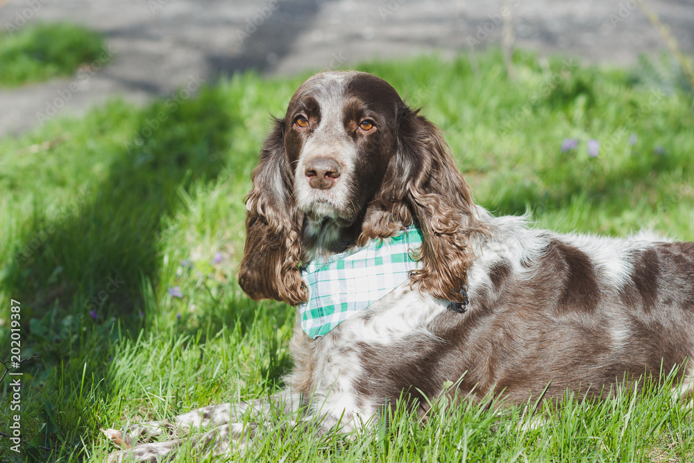 Brown spotted russian spaniel on the green grass