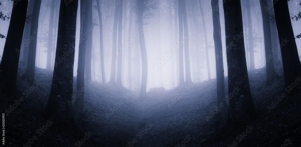dark magical forest panorama