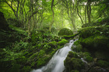 forest river, green natural landscape