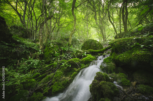 forest river, green natural landscape © andreiuc88