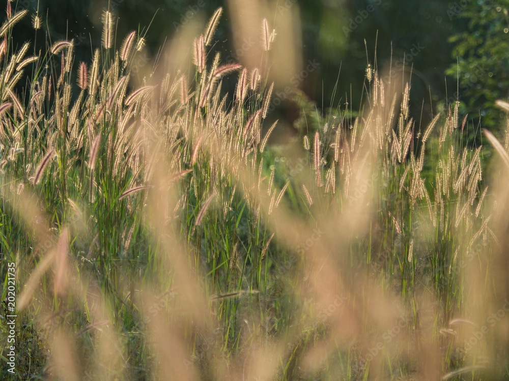grass flower field in the evening grass flower field in the evening