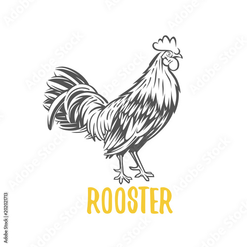 Rooster. Vector element for design, logotype and illustrations.