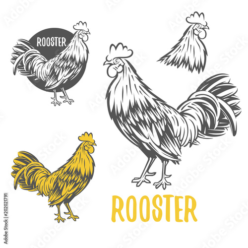 Rooster. Vector element for design, logotype and illustrations.